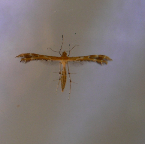 Pterophoridea